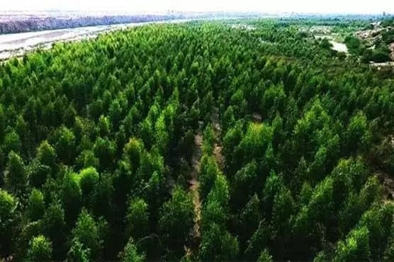   خیبر پختونخوا میں سب سے زیادہ جنگلات، لیکن ماحولیاتی تبدیلی کا خطرہ بھی شدید