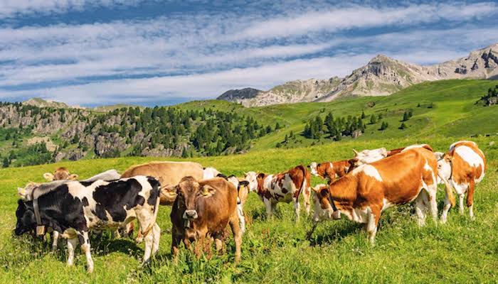 خیبر: وادی تیراہ میں آشوب چشم اور مویشیوں میں وبائی امراض تیزی سے بڑھنے لگے