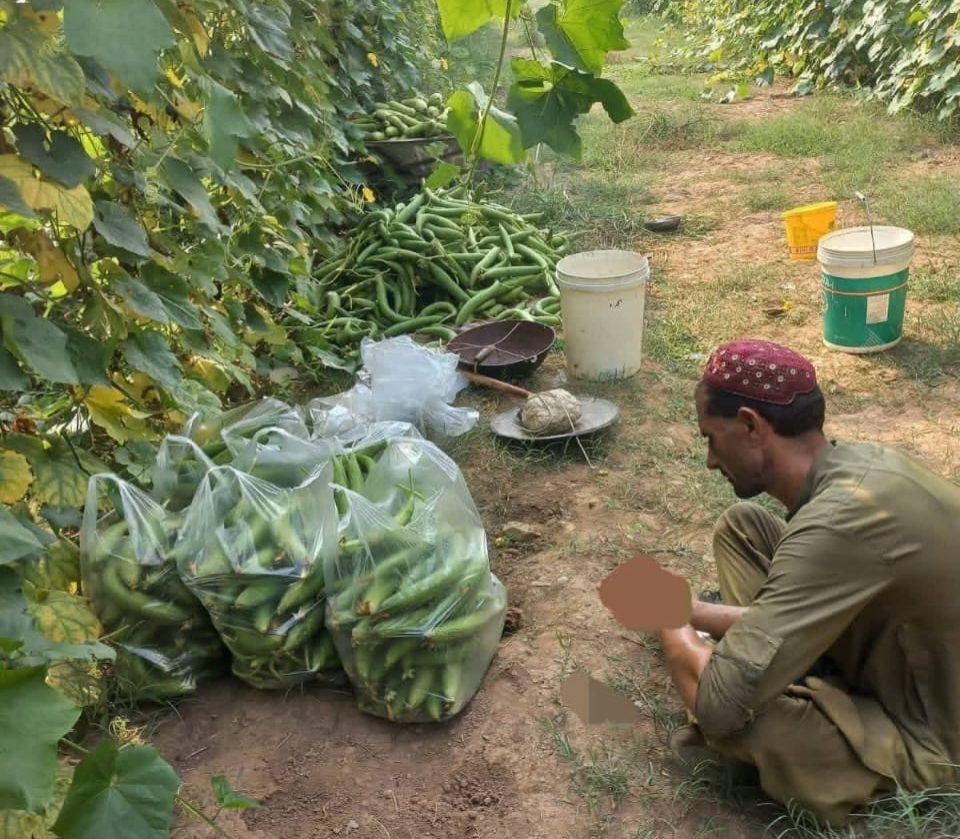 ضلع خیبر: ورٹیکل فارمنگ سے کسانوں  کا  لاکھوں منافع کیسے ہوا؟