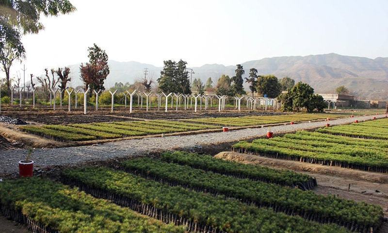 خیبرپختونخوا حکومت موسمیاتی تبدیلی سے نمٹنے کے لیے کیا اقدامات کر رہی ہے؟