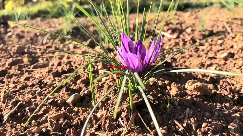 اپر دیر :  زعفران کی پہلی فصل کی کاشت،مقامی لوگوں کے لیے آمدن اور روزگار کے مواقع