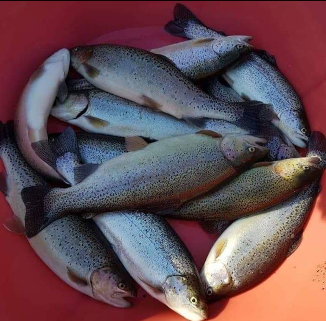 سوات کی نایاب نواب مچھلی: 2022 کے سیلاب کے بعد سوات کی مشہور ٹراؤٹ فش فارمنگ زوال کا شکار