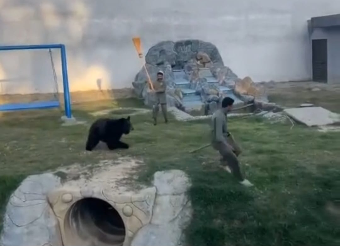 سوات زو کی وائرل ویڈیو: ریچھ نگران عملے کے اہلکار کے پیچھے کیوں بھاگا؟ اصل حقیقت سامنے آ گئی