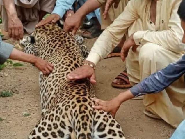 باجوڑ میں تیندوے کے غیر قانونی شکار پر محکمہ جنگلی حیات کی کارروائی