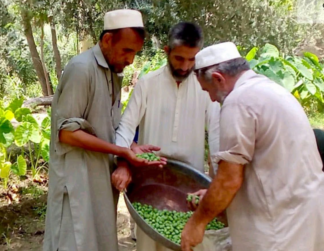 ضلع خیبر میں زیتون کی کاشت کا منصوبہ کتنا کامیاب رہا، پیداوار میں کتنا اضافہ ہوا؟