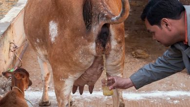 گائے کے پیشاب میں کورونا وائرس کا علاج موجود ہے: ہندو مہاسبھا