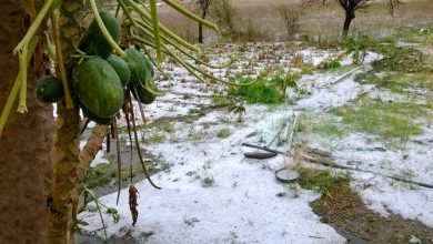 جنوبی وزیرستان، ژالہ باری اور طوفانی بارش سے سبزیوں اور پھلوں کے باغات کو شدید نقصان