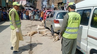 لنڈی کوتل بازار میں آوارہ کتوں کو زہر سے مارنے کا سلسلہ شروع