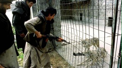 کابل: چڑیا گھر میں طالبان جنگجوؤں کے سیرسپاٹے، ویڈیو وائرل