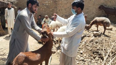 سب ڈویژن حسن خیل، بھیڑ بکریوں کو بیماریوں سے بچانے کیلئے حفاظتی ٹیکوں کا اہتمام