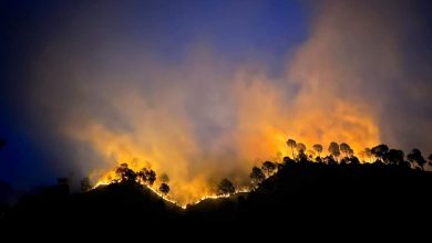 خیبر پختونخوا: بہتر گھاس اگانے کی خاطر سارے جنگلات جلائے گئے