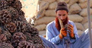 جنوبی وزیرستان کا چلغوزہ: غذائیت سے بھرپور، اور ایک بہترین ذریعہ معاش بھی!