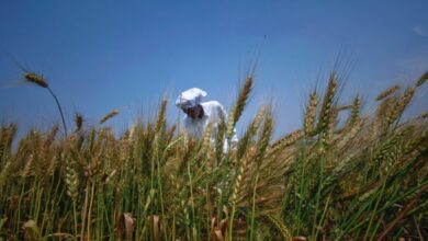 خیبر پختونخوا: غیر متوقع زیادہ بارشوں کے زرعی پیداوار پر اثرات کیا ہوں گے؟
