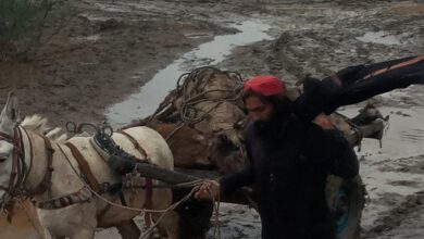 ٹانک میں شدید بارش اور ژالہ باری سے درجنوں مویشی ہلاک