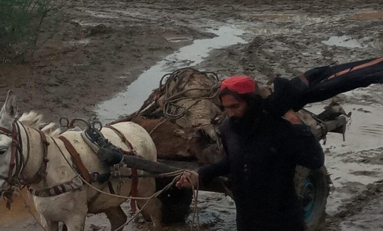 ٹانک میں شدید بارش اور ژالہ باری سے درجنوں مویشی ہلاک