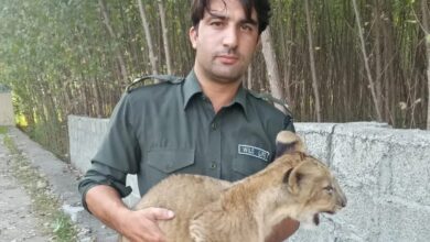 دیر: شیر کے بچے کی غیر قانونی منتقلی کی کوشش ناکام
